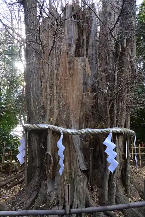 大國魂神社の自然