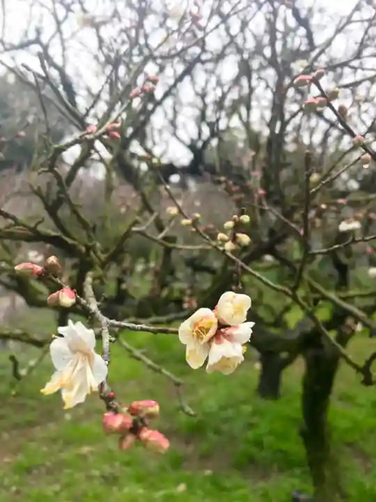 道明寺天満宮の自然