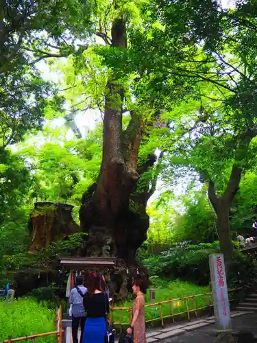 來宮神社の自然