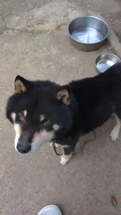 玉野御嶽神社の動物