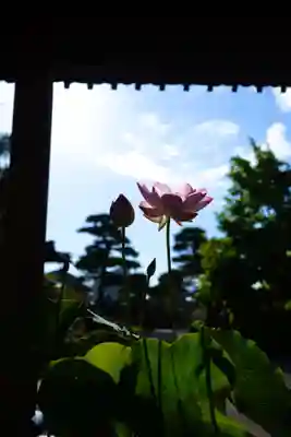 法源寺(山梨県)