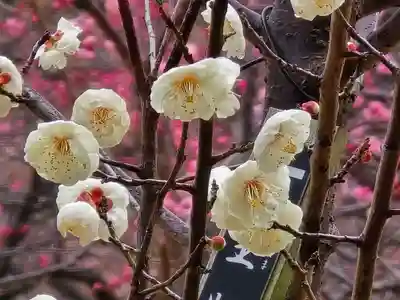 多治速比売神社(大阪府)
