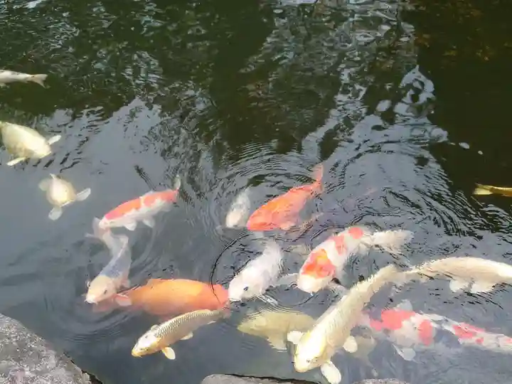 身曾岐神社の動物