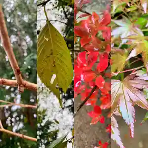 滑川神社 - 仕事と子どもの守り神の自然(2020年10月17日(土) 12時16分44秒投稿)