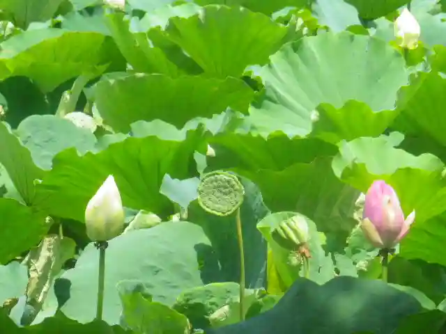 鶴岡八幡宮の自然