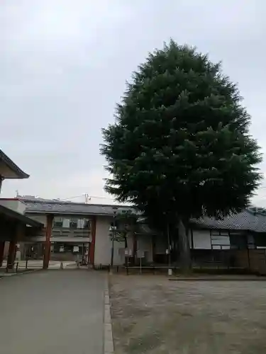 新井薬師（梅照院）の{uncategorized: "未分類", other: "その他", undefined: "問題あり", building: "その他建物", grave: "お墓", sacred_gate: "鳥居", guardian: "狛犬", statue: "像", buddha: "仏像", history: "歴史", nature: "自然", garden: "庭園", animal: "動物", pagoda: "塔", temizu: "手水舎", mountain_gate: "山門・神門", sanctuary: "本殿・本堂", subordinate: "末社・摂社", art: "芸術", scenery: "景色", jizo: "地蔵", ema: "絵馬", goshuin: "御朱印", omikuji: "おみくじ", items: "授与品その他", amulet: "お守り", goshuincho: "御朱印帳", eats: "食事", festival: "お祭り", votive_dance: "神楽", shichigosan: "七五三参", wedding: "結婚式", experience: "体験その他", initially: "初詣", around: "周辺", anti_infection: "感染症対策"}