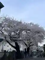 日蓮宗 浄運寺(東京都)