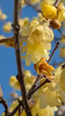大松禅寺(京都府)