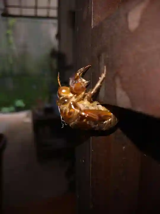 石内のお大師さん 金剛院(広島県)