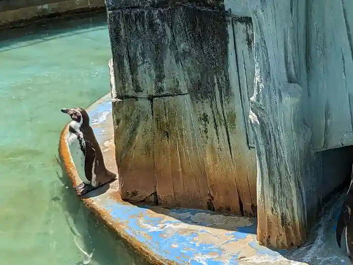 射水神社の動物