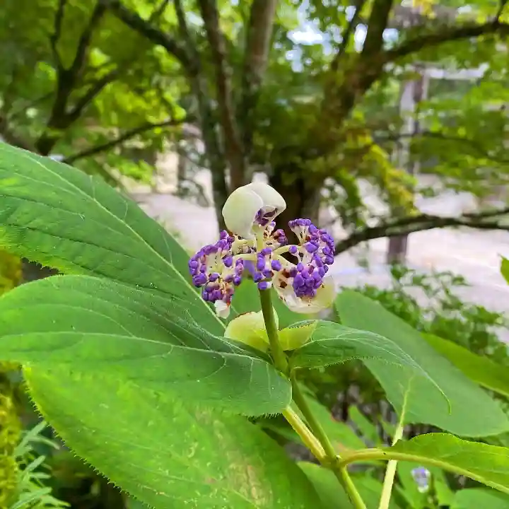 古峯神社の自然