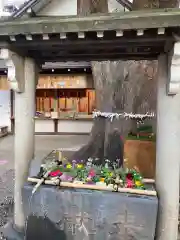 上目黒氷川神社の手水