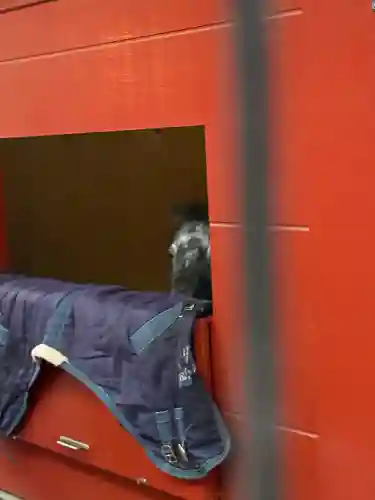 神田神社（神田明神）の動物