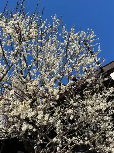 高円寺氷川神社(東京都)