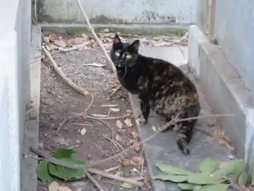 大報恩寺（千本釈迦堂）の動物