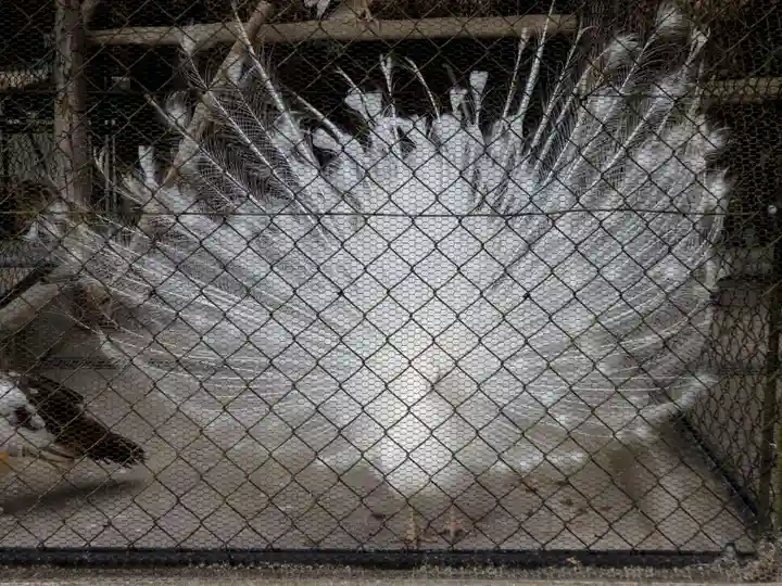 楽法寺(雨引観音)の動物