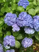 長谷寺(神奈川県)