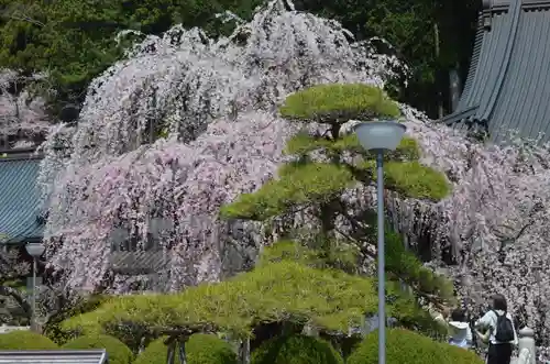 久遠寺(山梨県)
