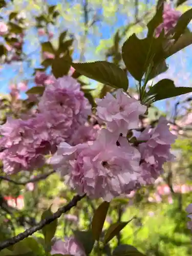 平野神社の自然