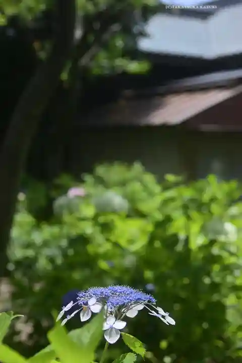 白山神社(東京都)