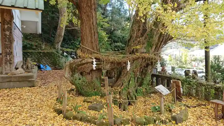 伊那下神社の自然