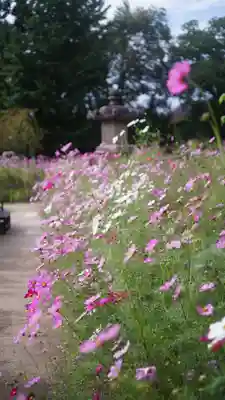 般若寺 ❁﻿コスモス寺❁(奈良県)