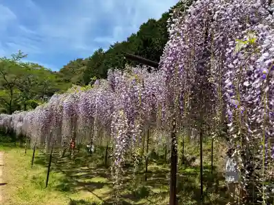 天台宗 五大山 白毫寺の{uncategorized: "未分類", other: "その他", undefined: "問題あり", building: "その他建物", grave: "お墓", sacred_gate: "鳥居", guardian: "狛犬", statue: "像", buddha: "仏像", history: "歴史", nature: "自然", garden: "庭園", animal: "動物", pagoda: "塔", temizu: "手水舎", mountain_gate: "山門・神門", sanctuary: "本殿・本堂", subordinate: "末社・摂社", art: "芸術", scenery: "景色", jizo: "地蔵", ema: "絵馬", goshuin: "御朱印", omikuji: "おみくじ", items: "授与品その他", amulet: "お守り", goshuincho: "御朱印帳", eats: "食事", festival: "お祭り", votive_dance: "神楽", shichigosan: "七五三参", wedding: "結婚式", experience: "体験その他", initially: "初詣", around: "周辺", anti_infection: "感染症対策"}
