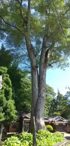 野木神社の自然