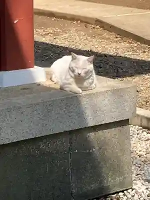 小金八坂神社(千葉県)