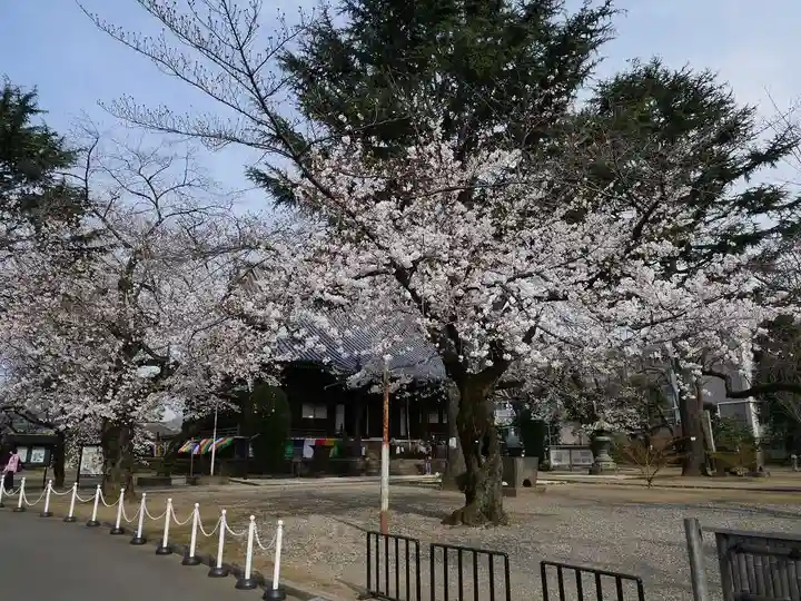 寛永寺(根本中堂)の自然