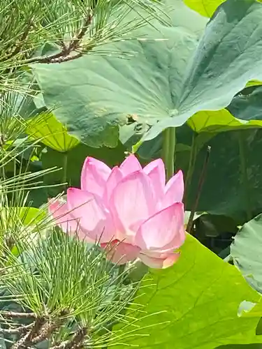 東寺（教王護国寺）の自然