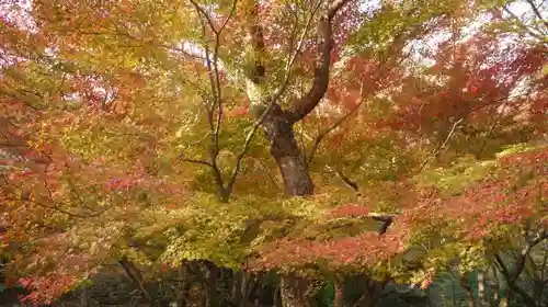 法輪寺の自然