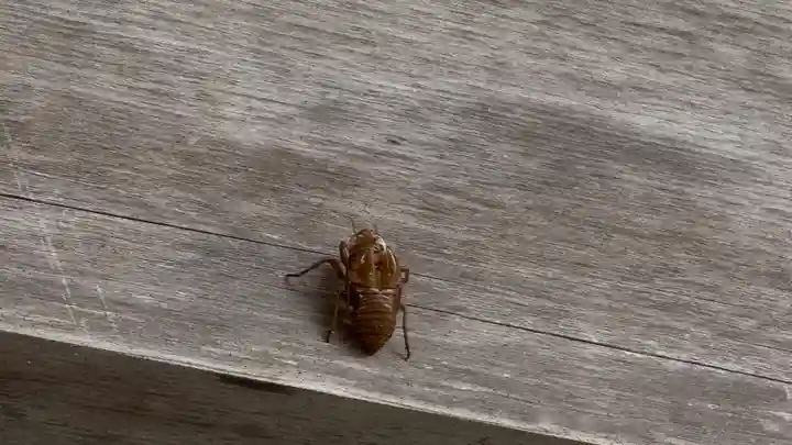 須岐神社(宮城県)