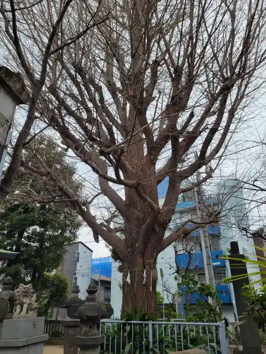 秋葉神社の自然
