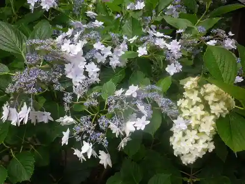 實相寺（実相寺）の自然