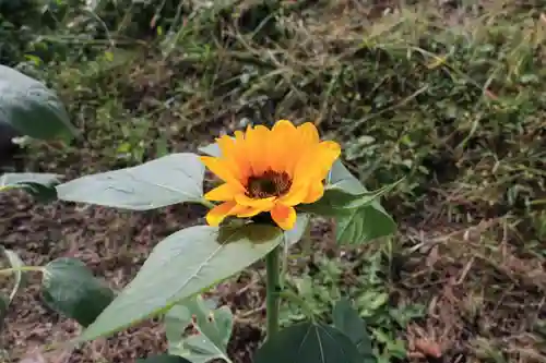高司神社〜むすびの神の鎮まる社〜の庭園