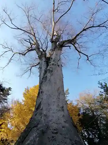 野木神社の自然