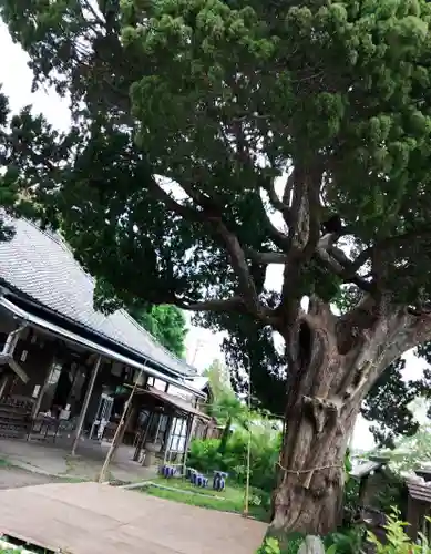 大善院（観蓮寺大善院）の自然