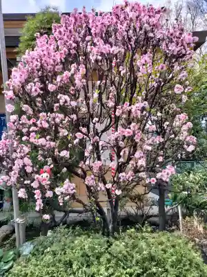 居木神社の{uncategorized: "未分類", other: "その他", undefined: "問題あり", building: "その他建物", grave: "お墓", sacred_gate: "鳥居", guardian: "狛犬", statue: "像", buddha: "仏像", history: "歴史", nature: "自然", garden: "庭園", animal: "動物", pagoda: "塔", temizu: "手水舎", mountain_gate: "山門・神門", sanctuary: "本殿・本堂", subordinate: "末社・摂社", art: "芸術", scenery: "景色", jizo: "地蔵", ema: "絵馬", goshuin: "御朱印", omikuji: "おみくじ", items: "授与品その他", amulet: "お守り", goshuincho: "御朱印帳", eats: "食事", festival: "お祭り", votive_dance: "神楽", shichigosan: "七五三参", wedding: "結婚式", experience: "体験その他", initially: "初詣", around: "周辺", anti_infection: "感染症対策"}