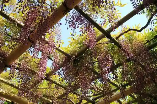 亀戸天神社の庭園