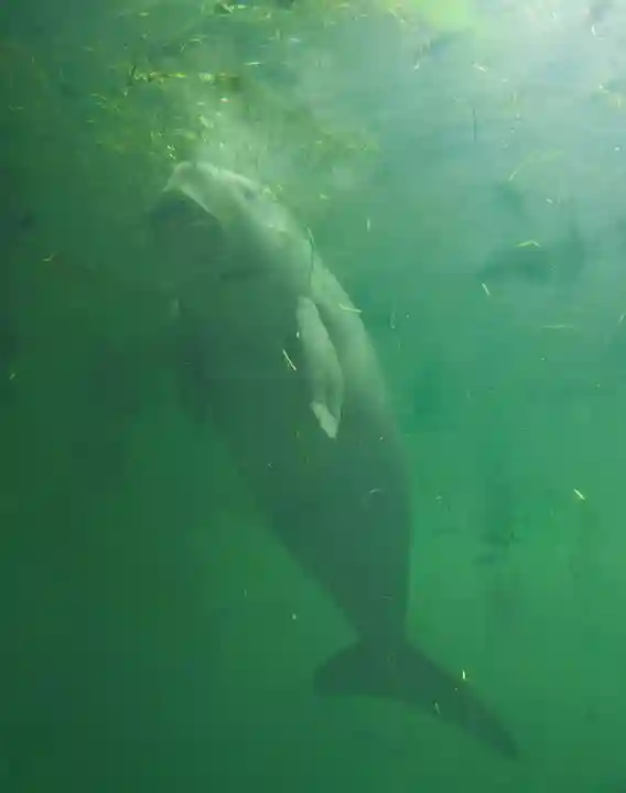 大山祇神社の動物