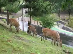 東大寺戒壇院戒壇堂の動物