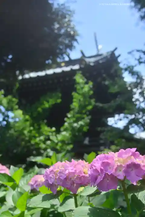 白山神社(東京都)