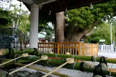 和泉國一之宮　大鳥大社の手水舎