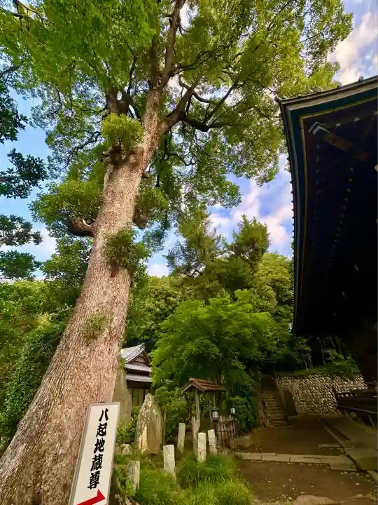 岩殿山安楽寺(吉見観音)(埼玉県)