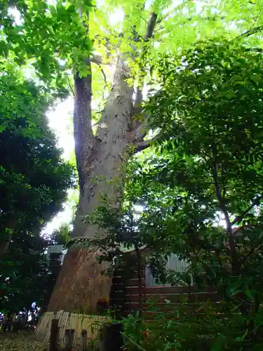 鎮守氷川神社の自然