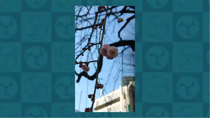 柏神社(千葉県)