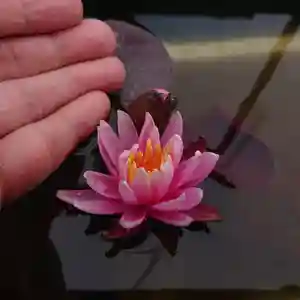 極楽山 浄土寺の自然(2021年06月15日(火) 22時30分39秒投稿)