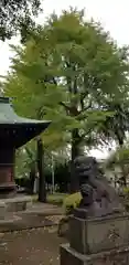 高木神社の狛犬