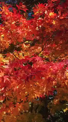 長野縣護國神社の自然